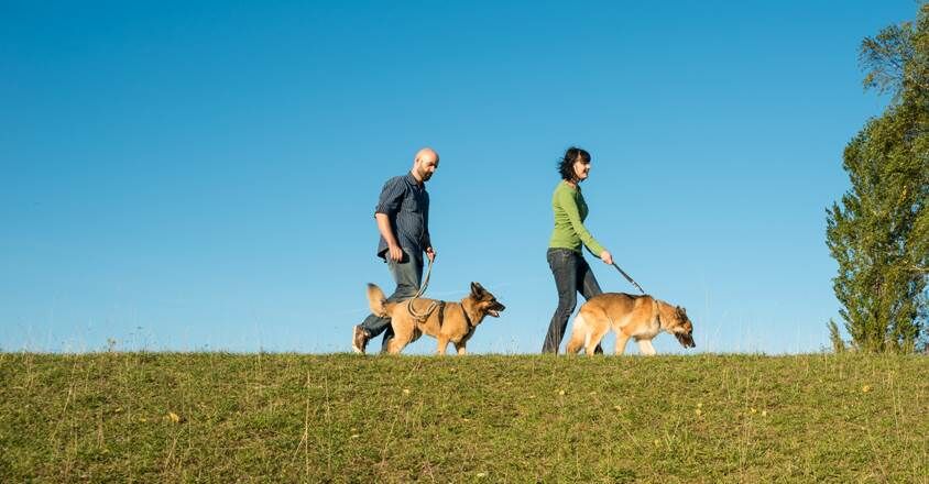 Einzeltraining bei der Hundeschule Leinen Los in Gärtringen