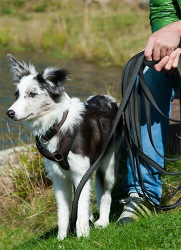 Junghundestunde bei der Hundeschule Leinen Los in Gärtringen