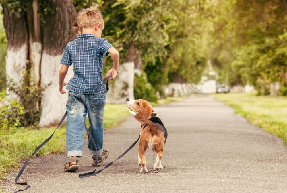 Kurse zur Leinenführigkeit bei der Hundeschule Leinen Los in Gärtringen