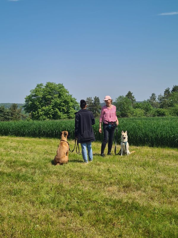 Entspannte Hundebegegnungen bei der Hundeschule Leinen Los in Gärtringen
