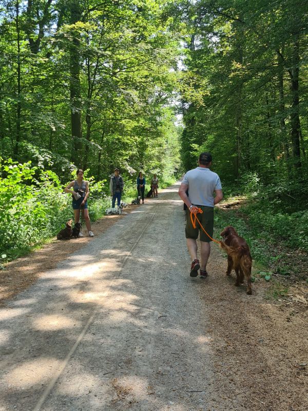 Fortgeschrittenenkurs bei der Hundeschule Leinen Los in Gärtringen