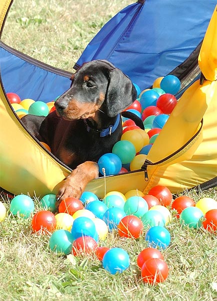 Welpenstunde bei der Hundeschule Leinen Los in Gärtringen